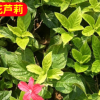 基地供應(yīng)批發(fā)大花蘆莉 工程綠化苗木 辦公盆栽 花期不斷
