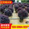 產(chǎn)地供應(yīng)紅花繼木球 園林綠化 工程綠化 觀葉植物 行道樹