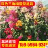 基地供應批發 雙色三角梅造型盆栽 三角梅植物花卉 園林綠化盆景