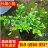 基地供應杜鵑小苗 綠化工程苗 毛杜鵑花卉觀賞小苗 規格多樣