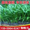 福建基地供應美麗水鬼蕉 蜘蛛蘭園林工程綠化植物蜘蛛百合批發