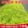 福建七里香批發 七里香園林綠植觀賞植物基地供應 七里香價格