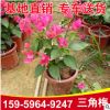 基地批發三角梅小紅盆 庭院室內觀賞綠化 三角梅 花卉園林植物