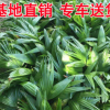 基地供應蒲葵苗木價格 精選地被綠化苗木銷售大量現貨批發