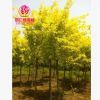 基地批發(fā)工程苗金葉榆樹苗 金葉榆樹規(guī)格齊全 行道樹
