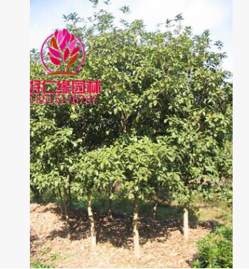 常年供應(yīng)桂花樹 四季桂 丹桂 金桂 銀桂 規(guī)格齊全