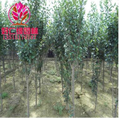 苗圃供應(yīng)西府海棠 北美海棠小苗 垂絲海棠 地徑3-16自產(chǎn)自銷