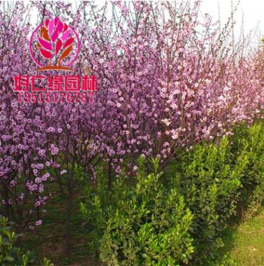 自產(chǎn)自銷美人梅 美人梅小苗 美人梅批發(fā)價格 美人梅現(xiàn)貨直發(fā)