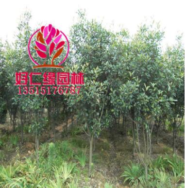 基地批發(fā)紅葉石楠樹 高桿紅葉石楠 石楠樹小苗 樹形優(yōu)美 基地直供