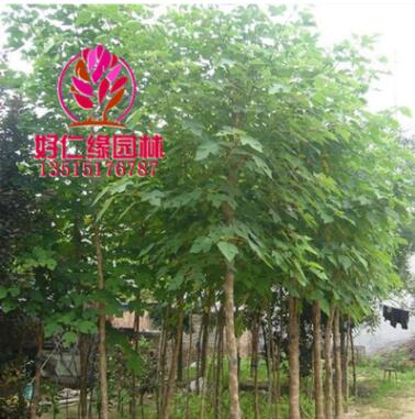 構(gòu)樹 構(gòu)樹小苗 構(gòu)樹喬木 構(gòu)樹工程樹粗