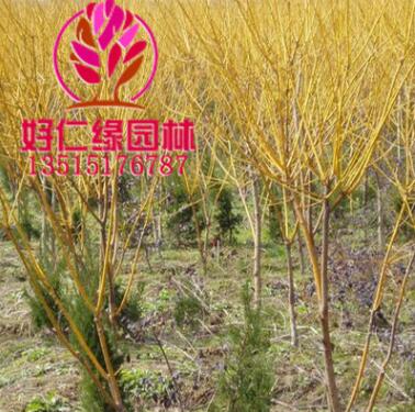 黃金槐 金枝槐 金絲槐 槐樹 國槐 龍爪槐 全規(guī)格槐樹基地直供