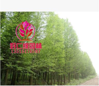 落羽杉 落羽松 墨西哥落羽杉 落羽杉小苗 工程落羽杉基地直供