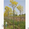 豐源苗木合作社專業(yè)供應(yīng)各種綠林苗木 速生金葉白蠟基地大量批發(fā)