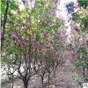 豐源苗木基地直銷海棠樹苗海棠小苗綠林植物庭院綠化幼苗優惠批發