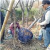 批發(fā)紅葉李 紫葉李 紫夜碧桃 基地直銷 當(dāng)年結(jié)果 工程用苗