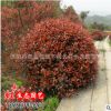 基地批發(fā)大量工程綠化苗紅葉石楠球 紅葉石楠小苗 紅羅賓 石楠苗