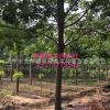 速生法桐樹苗 法國梧桐樹苗  綠化喬木