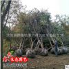 沭陽(yáng)苗圃直銷 櫸樹(shù) 紅櫸樹(shù) 20公分櫸樹(shù) 耐寒耐旱 工程用苗綠化苗