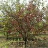 基地供應鉆石海棠 物美價廉盡在濟寧豐源苗木合作社