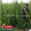 批發(fā)龍柏苗 龍柏綠化苗木 龍柏球 龍柏樹(shù)苗四季常青植物庭院植物
