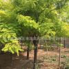 低價供應優質型態優美的黃金槐 金枝槐