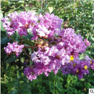 山東綠化苗基地批發(fā)紫薇苗 現(xiàn)貨直銷百日紅樹苗 多種規(guī)格熱賣￥