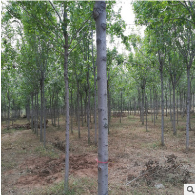 工程綠化用白蠟樹苗 易栽培易成活行道綠化速生白蠟樹苗
