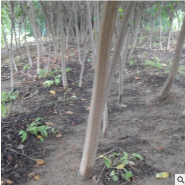 基地直銷優(yōu)質(zhì)黃櫨樹 綠化工程用黃櫨樹銷售 綠化黃櫨種植￥