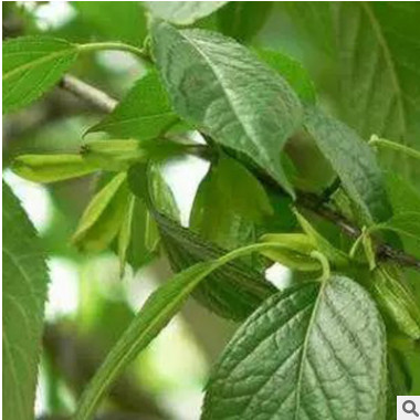 綠化型中藥材苗木 高質(zhì)杜仲樹苗特價直銷 山東杜仲樹苗品質(zhì)保證￥