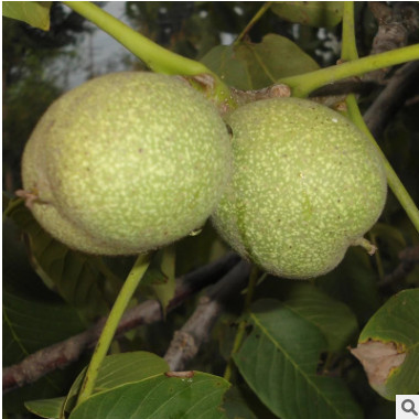 批發(fā)熱銷薄皮核桃苗 供應(yīng)嫁接核桃苗 出售 核桃樹苗