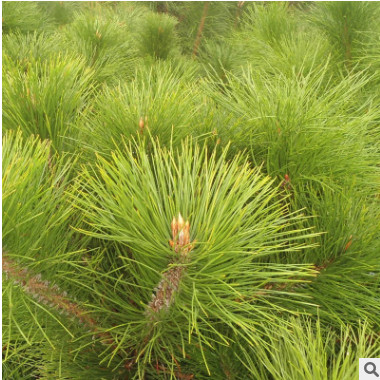 多種規(guī)格黑松樹苗直供 路邊綠化黑松小苗 基地自產(chǎn)自銷價格便宜￥