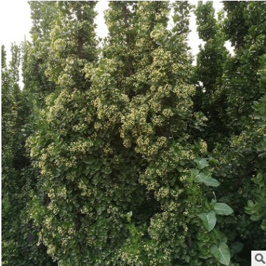 基地直銷庭院籬笆北海道青楊苗 公路行道北海道青楊苗現(xiàn)挖