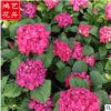 批發繡球花 盆栽庭院花壇綠化植物 花卉基地批發供應優質繡球花