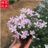 花葉叢生福祿考 花壇盆栽公園園林景觀工程 批發花葉芝櫻