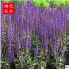 批發藍花鼠尾草 公園盆栽園林景觀小區綠化 批發優質鼠尾草苗