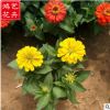 批發百日草 優質一二年生花卉花壇盆栽 存活率高基地直銷百日草