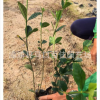 綠化苗木大葉橘子花 基地供應批發 精選大葉橘子花園林植物