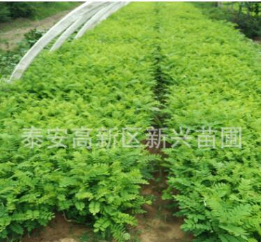 刺槐樹苗 別名洋槐樹苗、香花槐苗，洋槐樹花