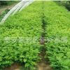 刺槐樹苗 別名洋槐樹苗、香花槐苗，洋槐樹花