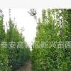 東基地供應(yīng)北海道黃楊 北海道小苗 大葉黃楊 冬青球等綠化苗木