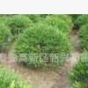優(yōu)質(zhì)冬青苗出售 冬青球大量批發(fā) 經(jīng)營各種綠化苗木