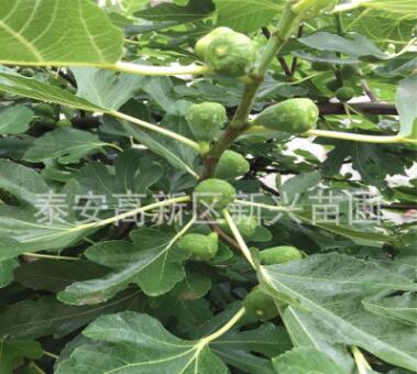 無花果苗批發(fā) 布蘭瑞克無花果苗 直銷 大青皮無花果樹苗