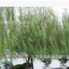 供紅楓，馬褂木，垂柳，金絲柳，紅花桎木等花木(圖)