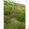 江蘇金葉槐價(jià)格低基地直銷金葉槐 金枝槐最新報(bào)價(jià)沭陽春景園林