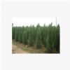 供應(yīng)色塊綠化苗木大檜柏、大塔柏、蜀檜