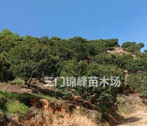 浙江臺州三門楊梅供應 楊梅報價 楊梅價格 楊梅樹報價