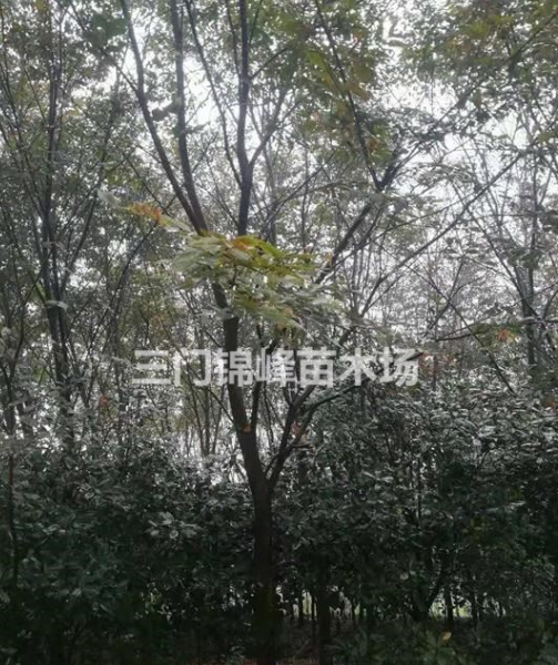 浙江櫸樹報價 浙江櫸樹價格 臺州櫸樹報價 三門櫸樹報價
