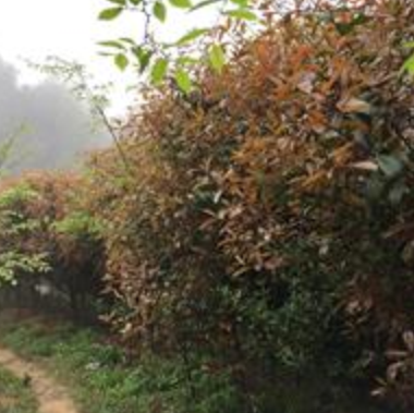 浙江臺州三門 紅葉石楠樹報價 紅葉石楠供應 紅葉石楠價格