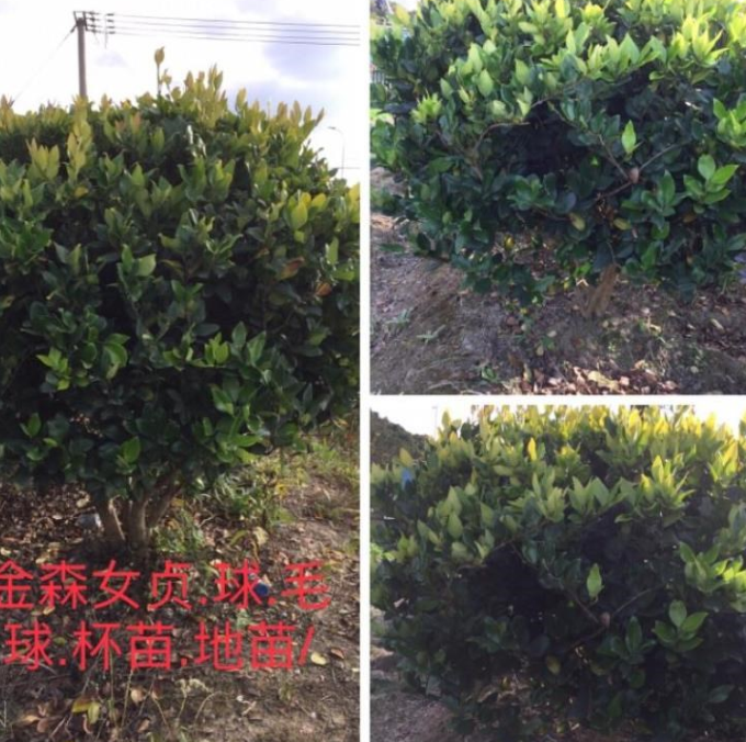 提供寧波金森女貞/球/毛球/地苗/杯苗