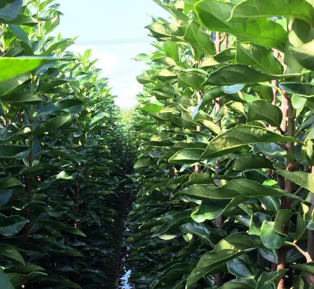 寧波法國冬青/青珊瑚/直供H60-220